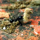 Formiga (ant)